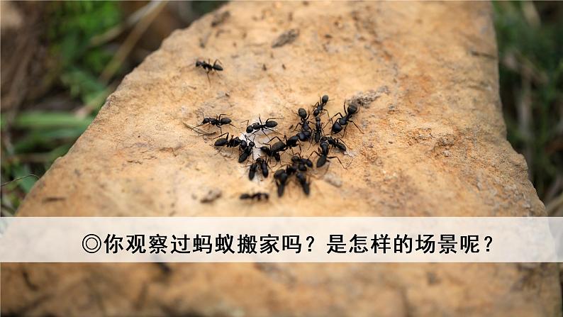 22 读不完的大书 教学课件第2页