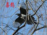 统编版语文一年级下册 6.树和喜鹊 课件(共22张PPT)