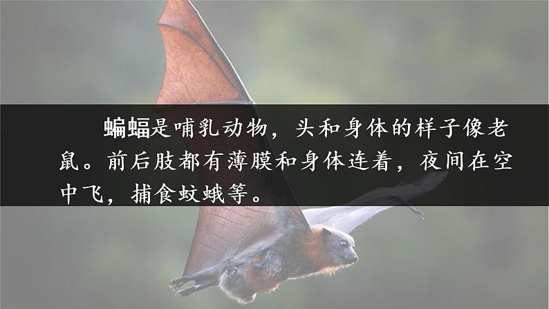 6 夜间飞行的秘密课件PPT02