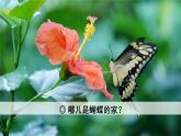 8 蝴蝶的家课件PPT