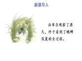 习作：写观察日记课件PPT