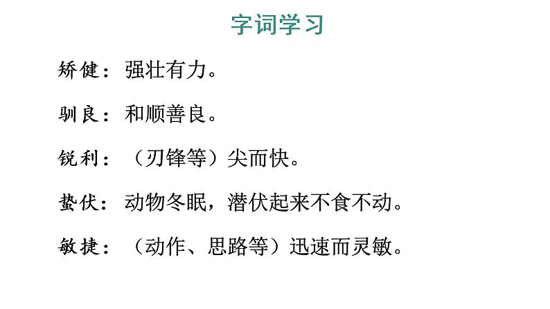 17 松鼠 教学课件第7页