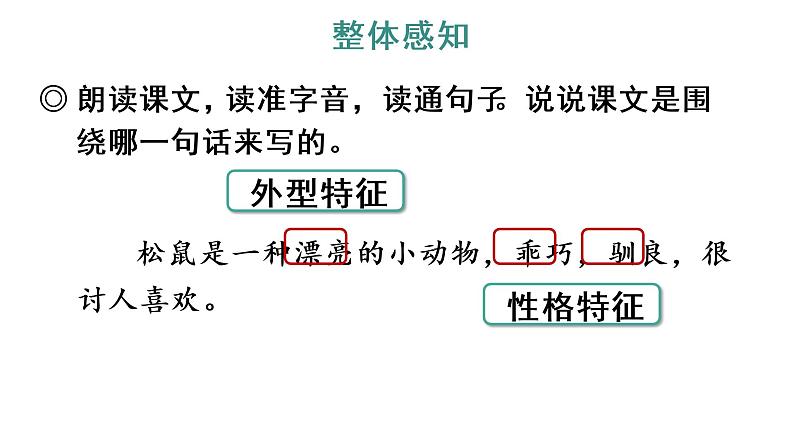 17 松鼠 教学课件第8页