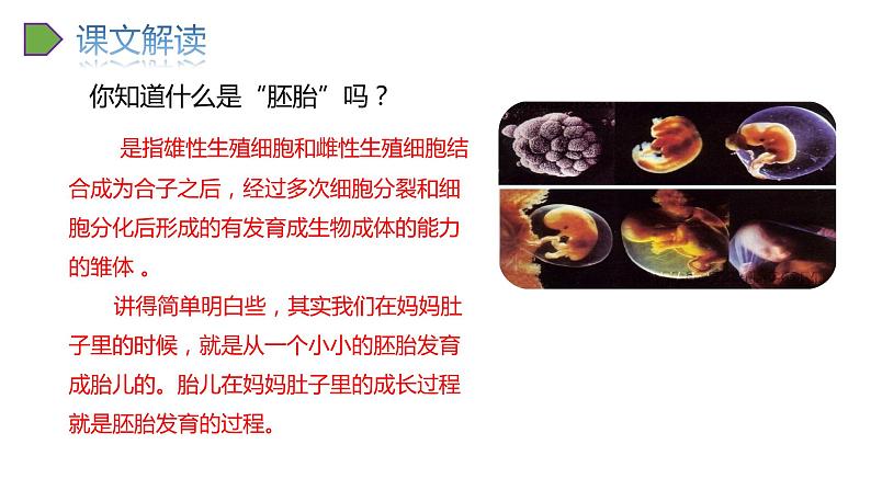 2022人教语文5年级下册课件23.童年的发现上课课件07