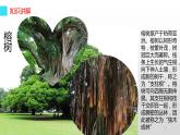 统编版语文二年级上册 2 树之歌（课件）（13张）