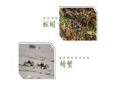 人教部编版语文二年级上册语文 园地八课件PPT