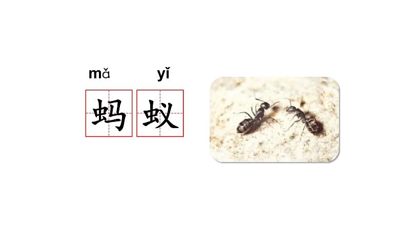 一语下 识字 5《动物儿歌》【课件】第7页