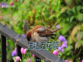 语文四年级上册：第五单元习作生活万花筒课件PPT