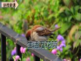 语文四年级上册：第五单元习作生活万花筒课件PPT