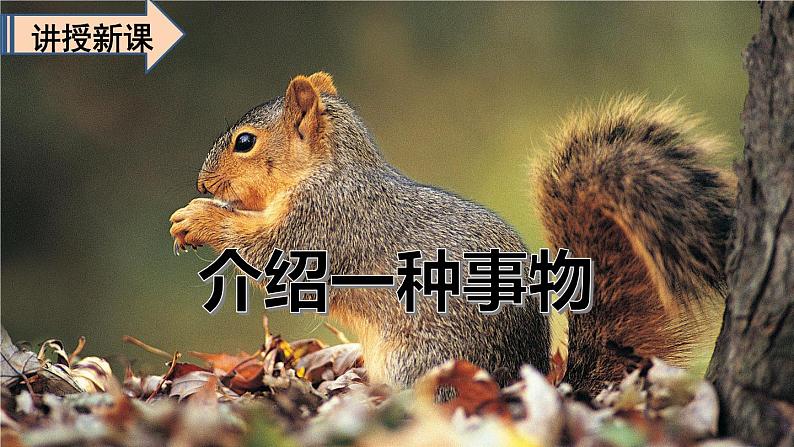 语文五年级上册：第五单元习作·介绍一种事物部编版课件PPT05