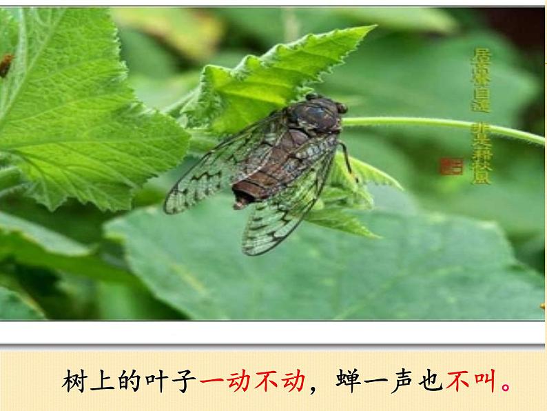 人教部编版二年级语文下册 16.《雷雨》【课件】第8页