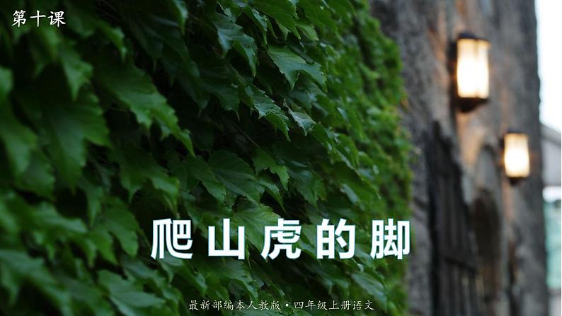 最新人教（部编版）语文四年级上册：10.爬山虎的脚课件PPT01