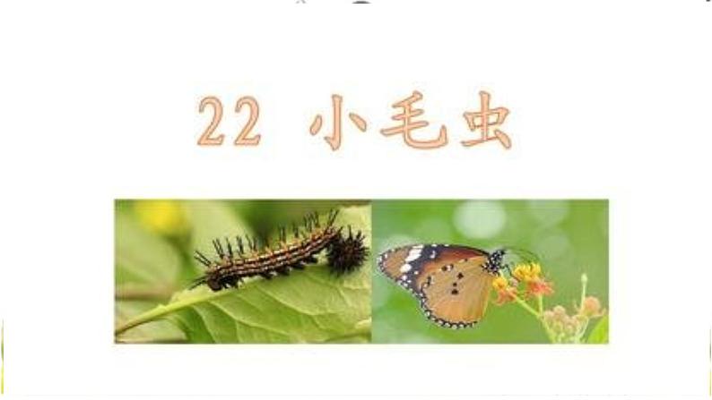 部编版语文二年级下册-07课文（六）-04小毛虫-课件05第1页