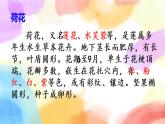 3 荷花  課件（送教案含反思）