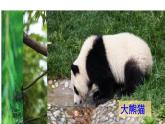 习作：国宝大熊猫   课件