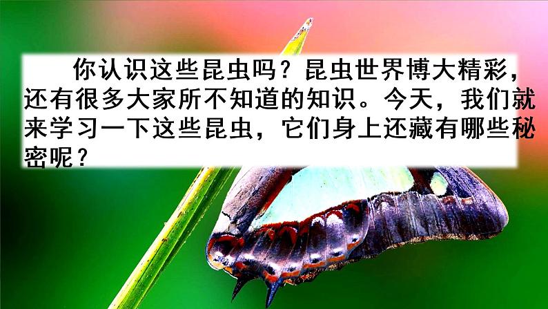 部编版语文三年级下-01第一单元-04昆虫备忘录–课件0501