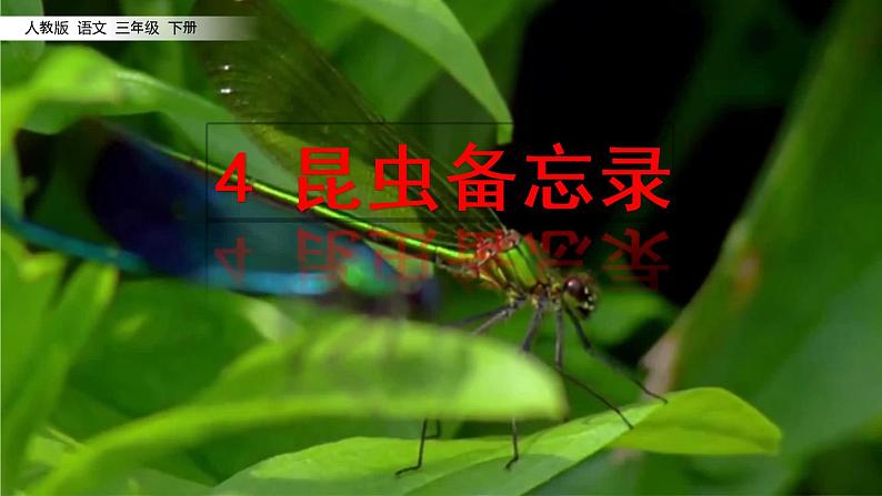 部编版语文三年级下-01第一单元-04昆虫备忘录–课件0502