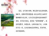 部编版语文四年级下册-02第二单元-02飞向蓝天的恐龙-课件02
