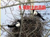 人教部编版（五四制）二年级下册第四单元——9.枫树上的喜鹊课件PPT