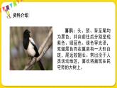 人教部编版（五四制）二年级下册第四单元——9.枫树上的喜鹊课件PPT