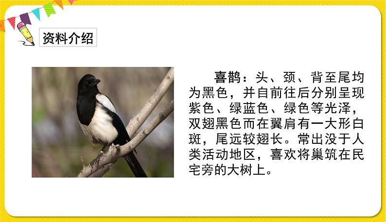 人教部编版（五四制）二年级下册第四单元——9.枫树上的喜鹊课件PPT03