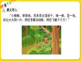 人教部編版（五四制）二年級(jí)下冊(cè)第七單元——20.蜘蛛開店課件PPT