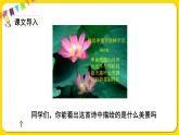 人教部編版（五四制）三年級下冊第一單元——3.荷花課件PPT