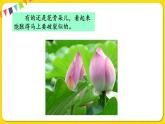 人教部编版（五四制）三年级下册第一单元——第一单元语文园地课件PPT
