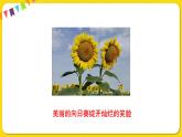 人教部編版（五四制）三年級(jí)下冊(cè)第四單元—13.花鐘課件PPT