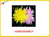 人教部編版（五四制）三年級(jí)下冊(cè)第四單元—13.花鐘課件PPT