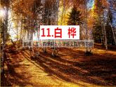 人教部編版（五四制）四年級下冊第三單元——11白樺課件PPT