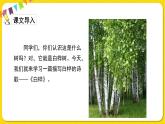 人教部編版（五四制）四年級下冊第三單元——11白樺課件PPT