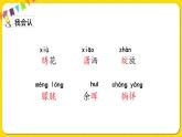 人教部編版（五四制）四年級下冊第三單元——11白樺課件PPT