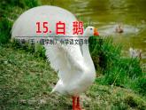人教部編版（五四制）四年級(jí)下冊(cè)第四單元——15.白鵝課件PPT