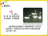 人教部編版（五四制）四年級(jí)下冊(cè)第四單元——15.白鵝課件PPT