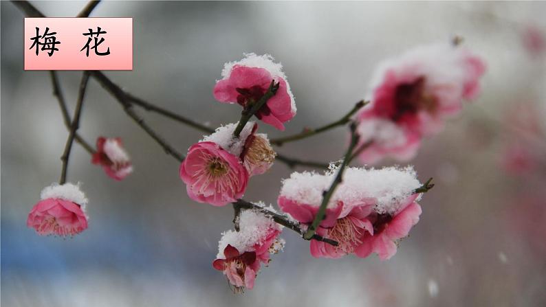 4《梅花魂》课件+素材02