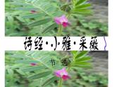 人教版（部编版）小学语文六年级下册  古诗词诵读 1.采薇（节选）   课件