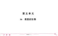 小学语文人教部编版六年级下册15 表里的生物习题课件ppt