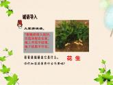 部编版五年级语文上册《落花生》PPT完美版 课件