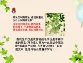 部编版五年级语文上册《落花生》PPT完美版 课件