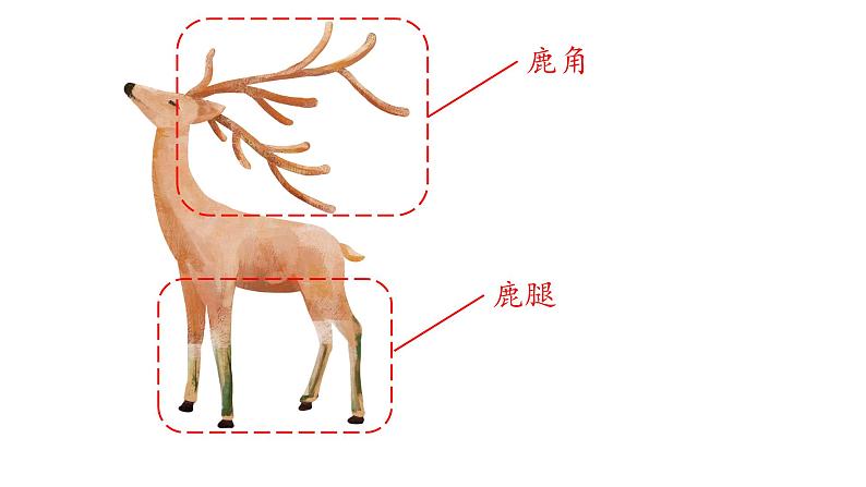 三年级下册课件 7 鹿角和鹿腿第2页