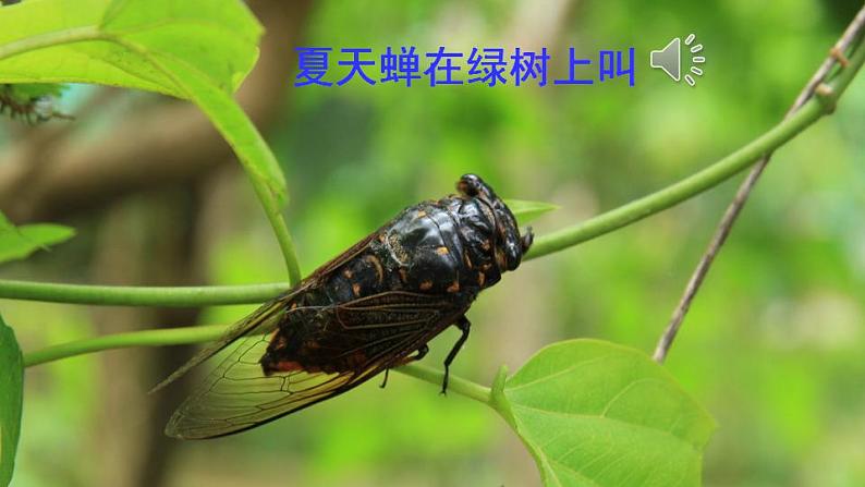 （部编版）六年级下册语文课件第16课《表里的生物》（第二课时）第7页