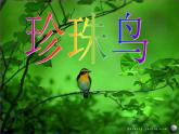 《珍珠鸟》ppt课件2