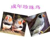 《珍珠鸟》ppt课件2