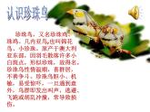 《珍珠鸟》ppt课件2
