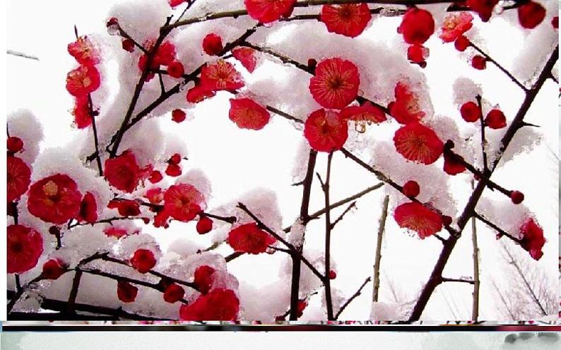 人教版（部编版四五制）小学语文四年级下册  21.古诗三首 墨梅  课件第3页