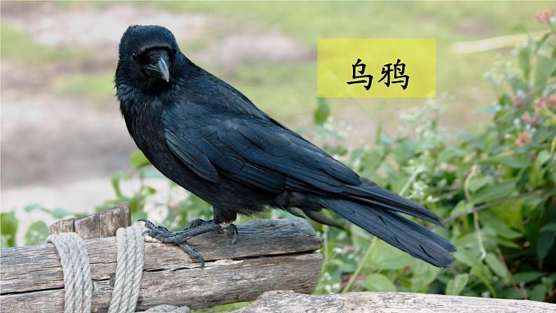 13 乌鸦喝水第1页