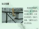 課文21 小壁虎借尾巴 精品PPT課件（含趣味識(shí)字）