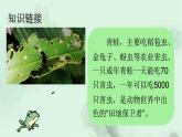 識(shí)字3 小青蛙 精品PPT課件（含趣味識(shí)字）