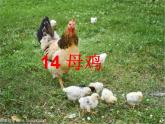 14母鸡（课件）-2021-2022学年语文四年级下册 (1)